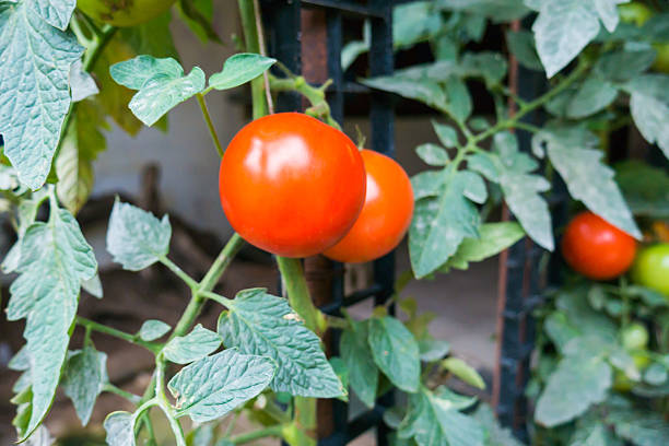 istock tomatoes agriculture plant 506475622