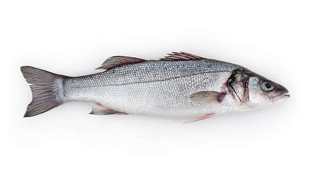 corvina aislado sobre fondo blanco - bass fotografías e imágenes de stock