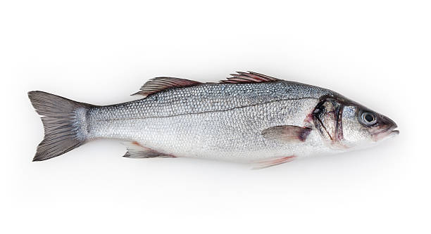 Seabass isolated on white background Seabass isolated on white background with clipping path bass fish stock pictures, royalty-free photos & images