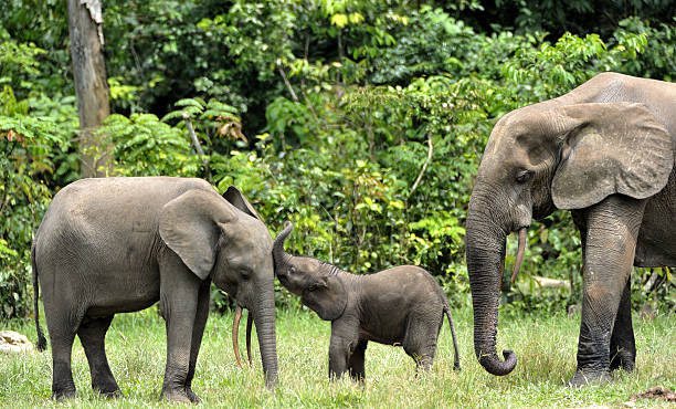 istock The Elephant family 506476052