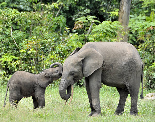 The elephant calf  with  elephant cow