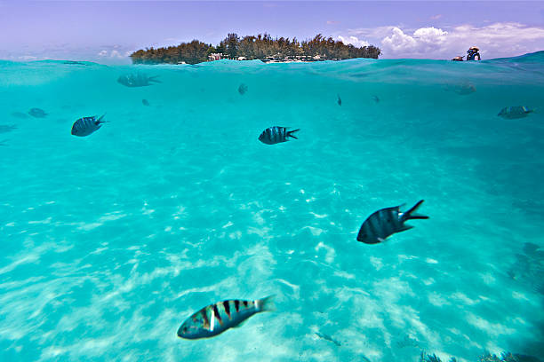 istock Diving in Bluebay Marine Park 506477760