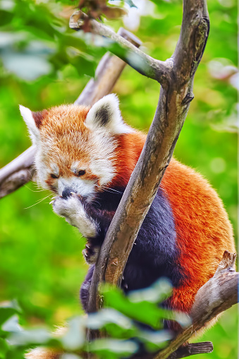 Red Panda in its natural habitat of the wild.