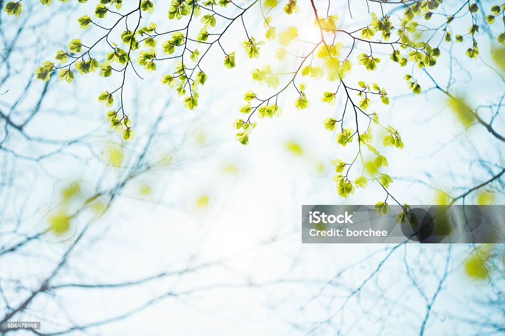 Hojas de primavera - Foto de stock de Primavera - Estación libre de derechos