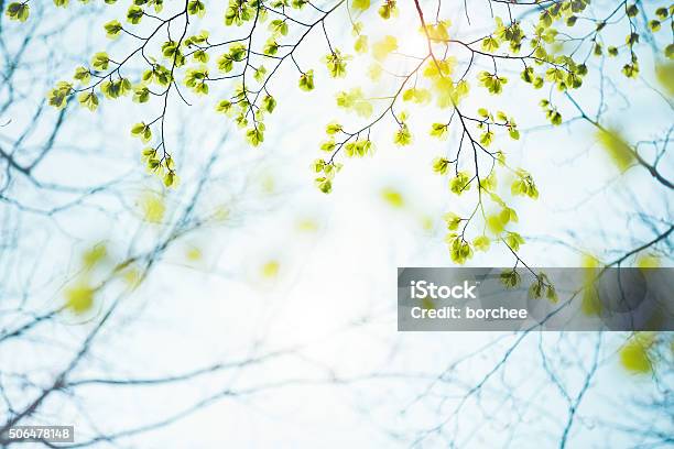 Hojas De Primavera Foto de stock y más banco de imágenes de Primavera - Estación - Primavera - Estación, Fondos, Árbol