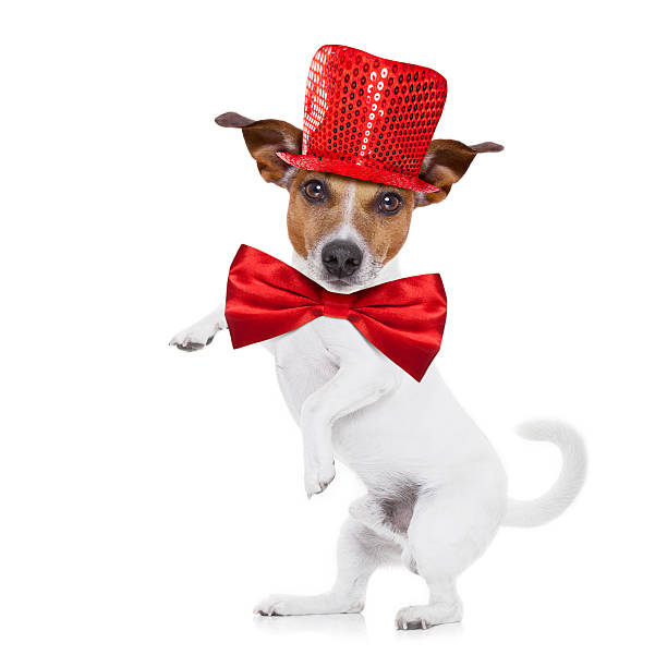 istock party animal dog 506478352