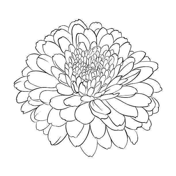 illustrazioni stock, clip art, cartoni animati e icone di tendenza di bellissimo monocromatico bianco e nero fiore isolato - single flower chrysanthemum design plant