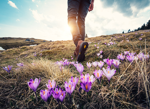 Woman hiking over the mountain meadow full of blooming crocus flowers.
