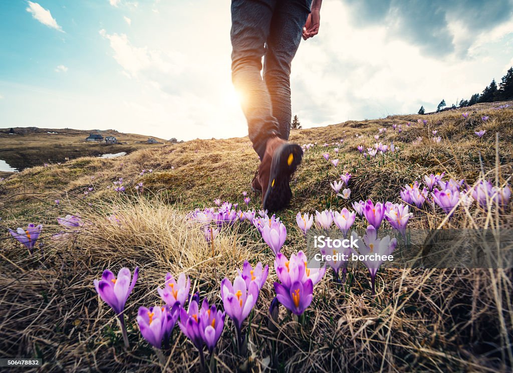 Spring Hiking Woman hiking over the mountain meadow full of blooming crocus flowers. Springtime Stock Photo