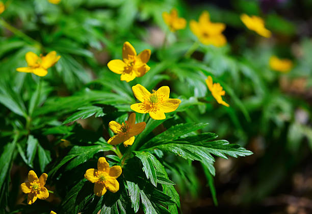 istock Blooming Winter Aconite - Eranthis hyemalis 506478834