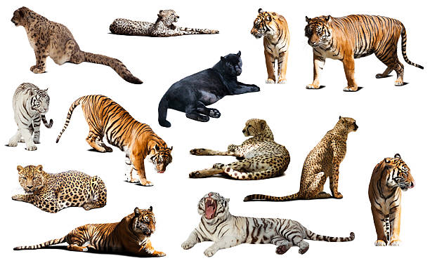 istock tiger and other big wildcats. Isolated over white 506478982