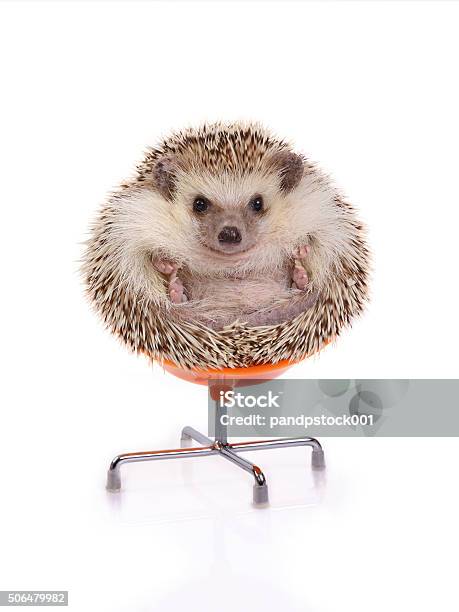 Hedgehog Sitting On Chair Stock Photo - Download Image Now - Hedgehog, Chair, Sphere