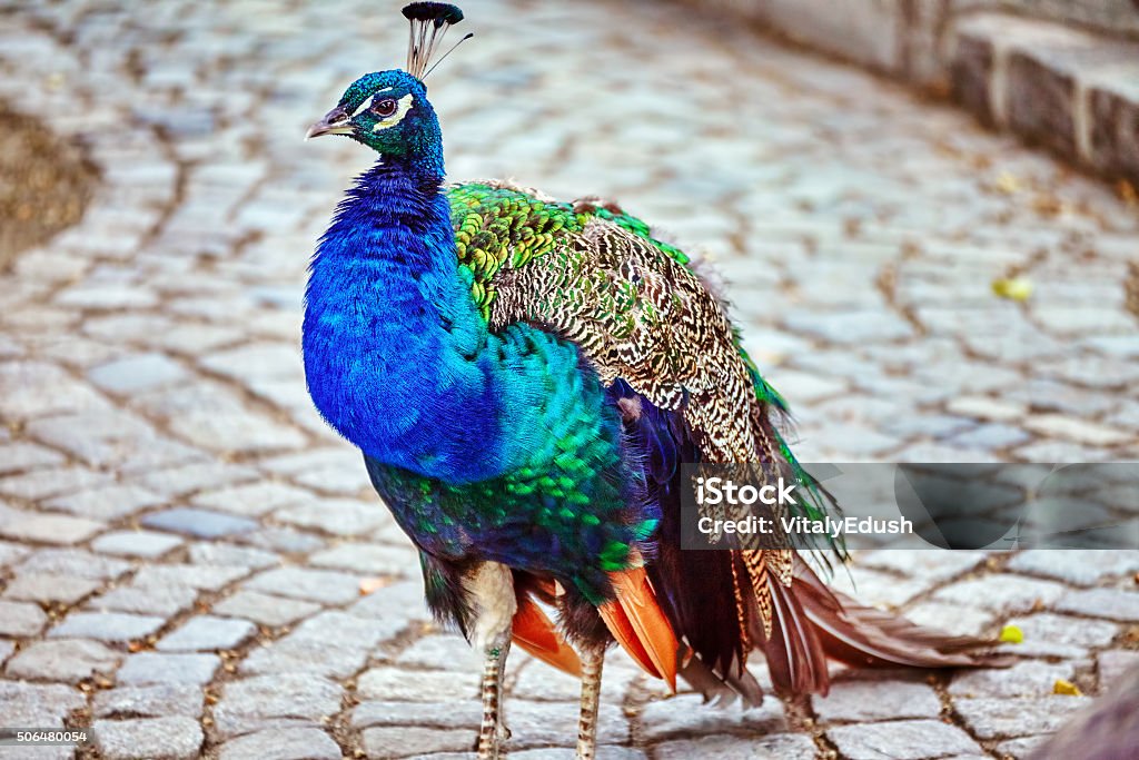 Beautiful peacock close-up view. (Pavo cristatus). Animal Stock Photo