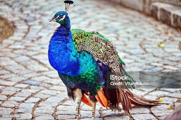 Beautiful Peacock Closeup View Stock Photo - Download Image Now - Animal, Animal Body Part, Animal Head