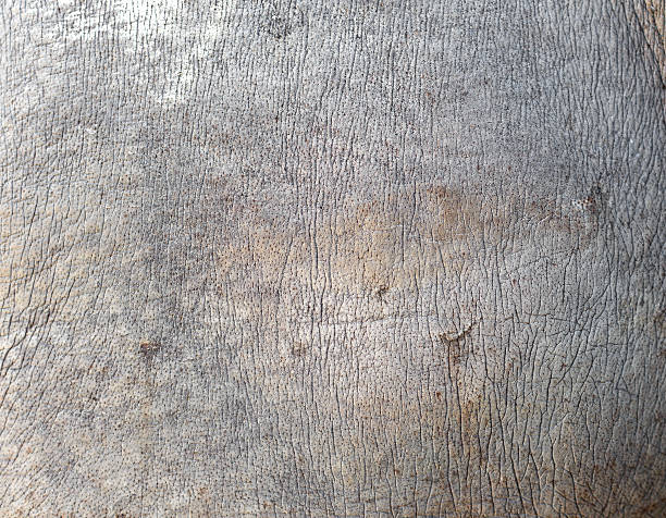 rhino skin rhino skin texture leather white hide textured stock pictures, royalty-free photos & images