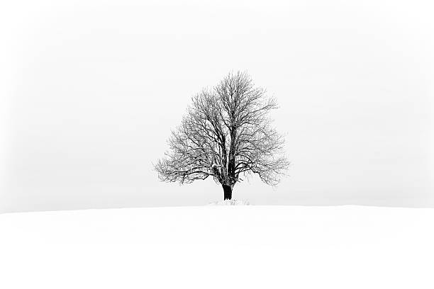 albero solitario - tree single object remote landscape foto e immagini stock