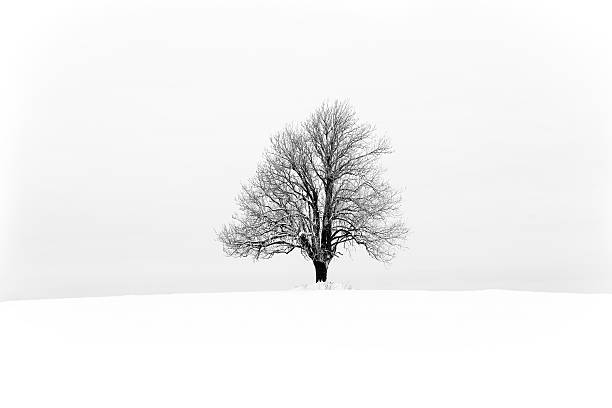 samotny drzewo - landscape tree field solitude zdjęcia i obrazy z banku zdjęć