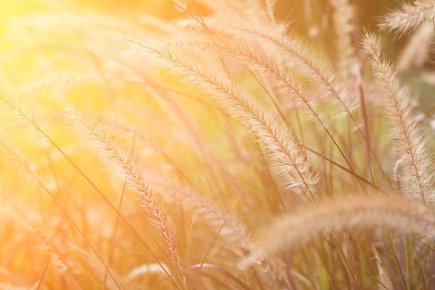 istock flowers in the garden 506483276