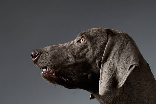 istock Close-up Portrait Weimaraner dog in Profile view on white gradient 506483558