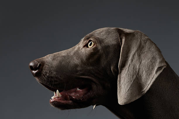 istock Close-up Portrait Weimaraner dog in Profile view on white gradient 506483622