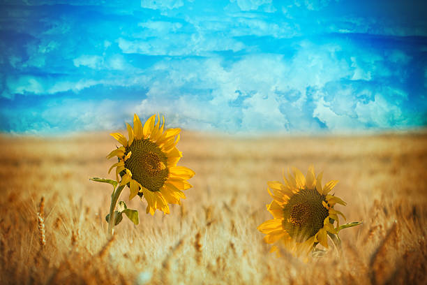 istock Selective focus on sunflowers in wheat field 506484444
