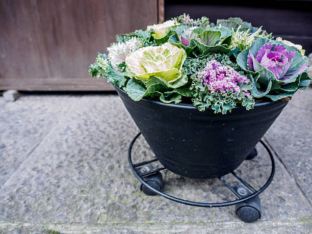 istock Colorful cabbage in flowerpot 506484470