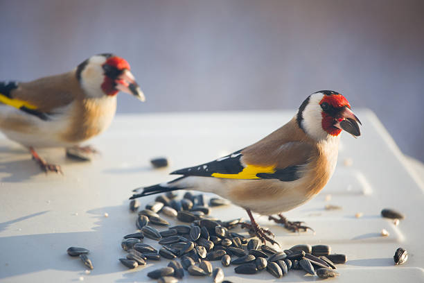 istock Gold finches 506484746