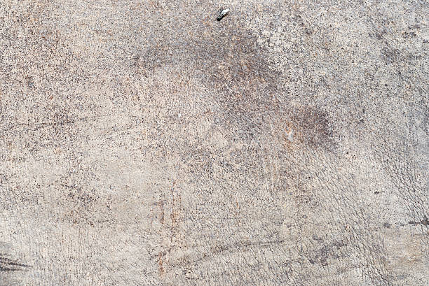 istock rhino skin 506485072