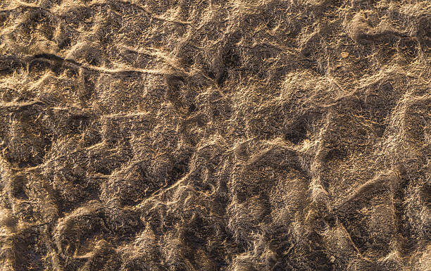 istock texture of old rocks closeup 506485480