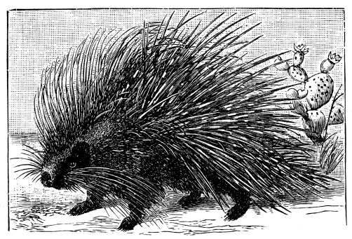 Antique illustration of crested porcupine (Hystrix cristata)