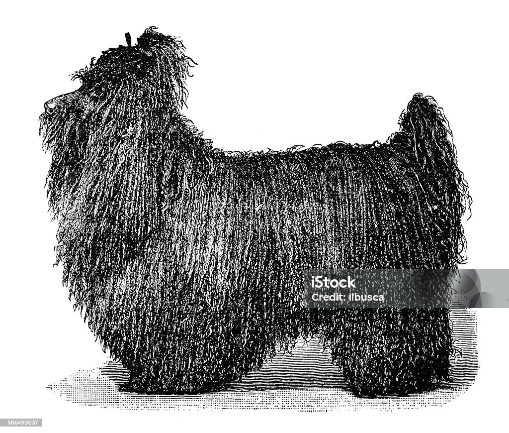 Antique illustration of black corded poodle Art stock illustration