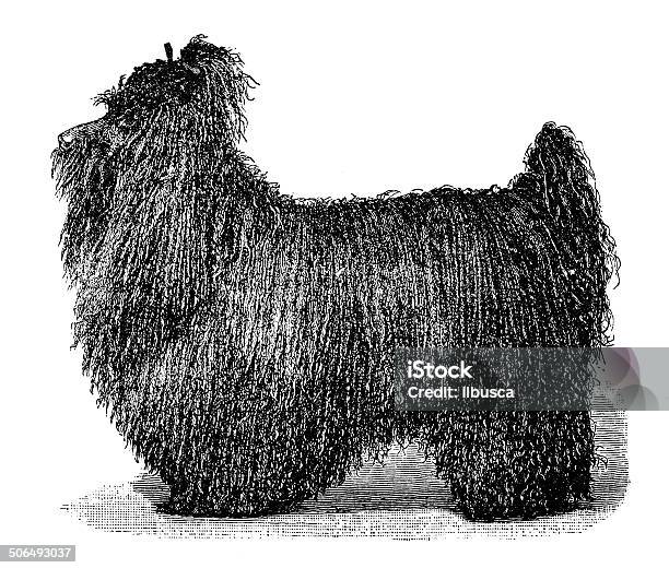 Antique Illustration Of Black Corded Poodle Stock Illustration - Download Image Now - Art, Painted Image, Poodle