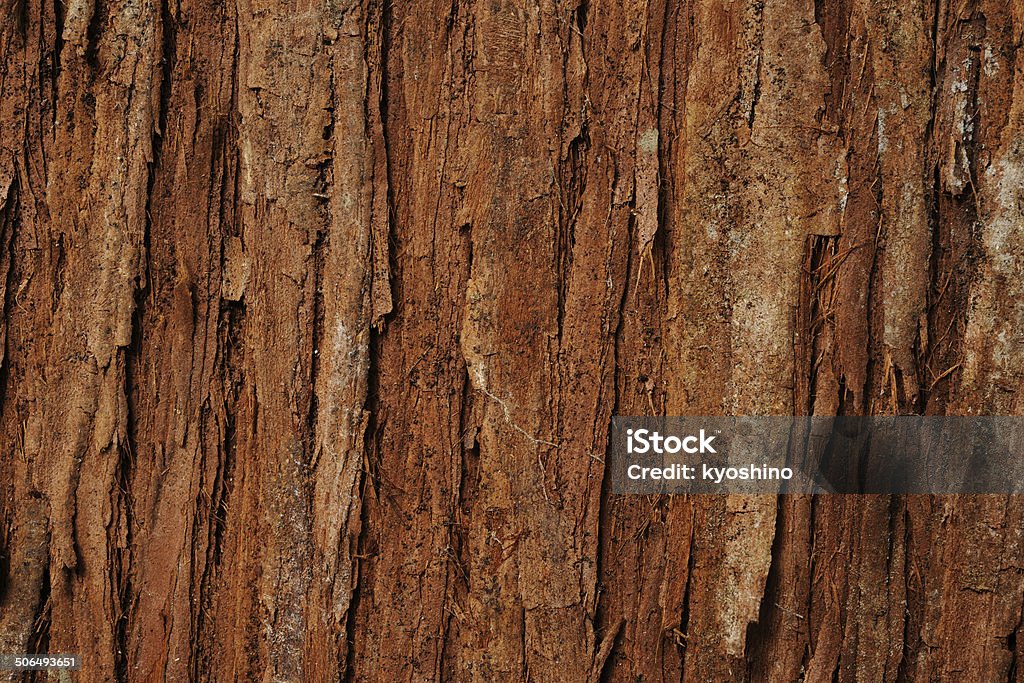 樹皮のヒマラヤスギ - カラー画像のロイヤリティフリーストックフォト
