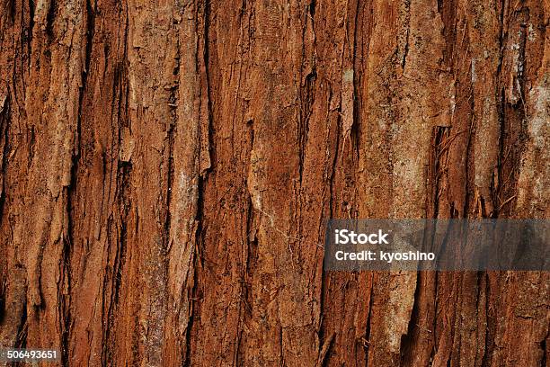 樹皮のヒマラヤスギ - カラー画像のストックフォトや画像を多数ご用意 - カラー画像, クローズアップ, ヒマラヤスギ属