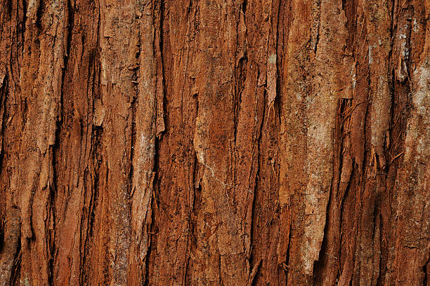 istock Close-up of cedar tree texture background 506493651