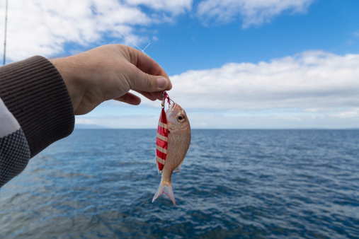 Tiny baby Snapper caught in Aucklands Hauraki Gulf.