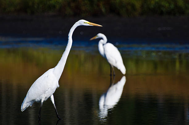istock Great Egrets Hunting for Fish in Autumn 506494525