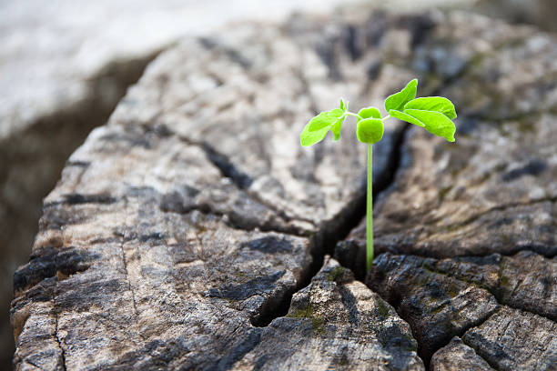 istock Green leaves with wood stump 506494533