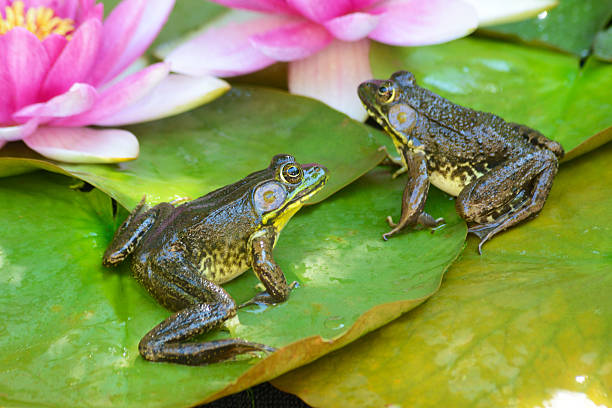 dos ranas sentado en almohadillas de un nenúfar rosa. - frog lily pond water fotografías e imágenes de stock