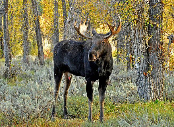 Bull Moose standing in fall leaves. bull, moose, antlers, fall, leaves, bull moose stock pictures, royalty-free photos & images