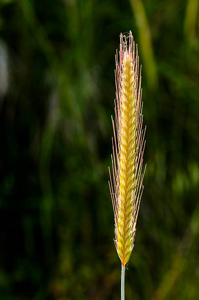 trigo integral - aggriculture - fotografias e filmes do acervo