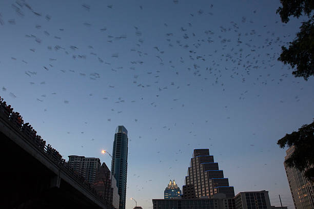 istock People watch Mexican free-tailed bats Texas 506494983