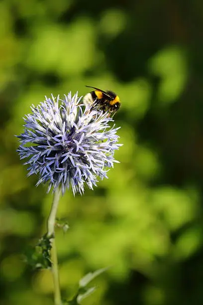 Echinops ritro and a bee