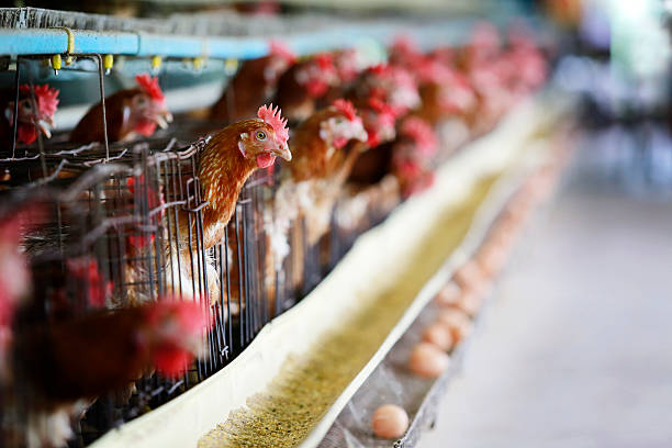 istock Eggs Chickens on the local farm 506496429