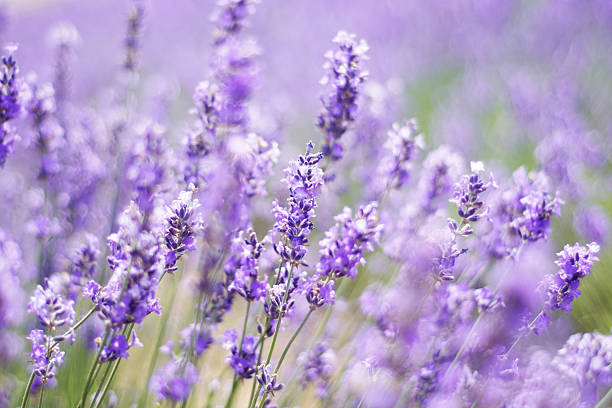 istock Lavender field in Japan 506497425