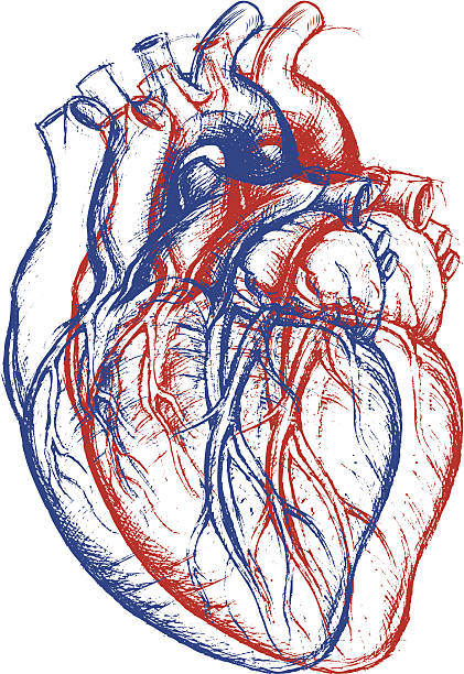 serce człowieka 3d - heart shape human vein love human artery stock illustrations