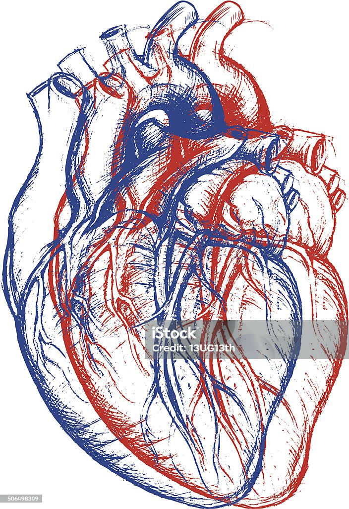 Human Heart 3D Human Heart drawing line work in conceptual 3D. Vector for use. Art stock vector