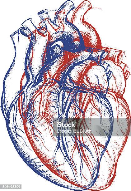 Human Heart 3d Stock Illustration - Download Image Now - Art, Painted Image, Human Heart