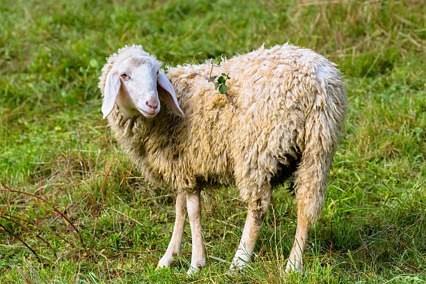 istock Sheep in Northern Italy 506498835