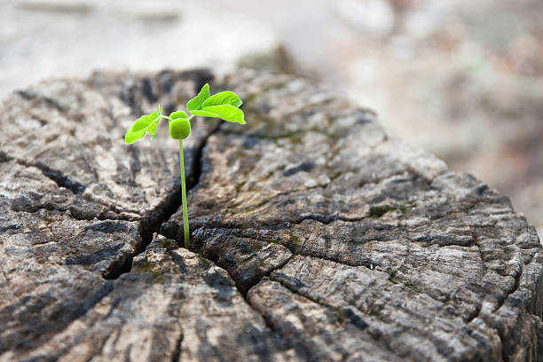 istock Green leaves with wood stump 506499135
